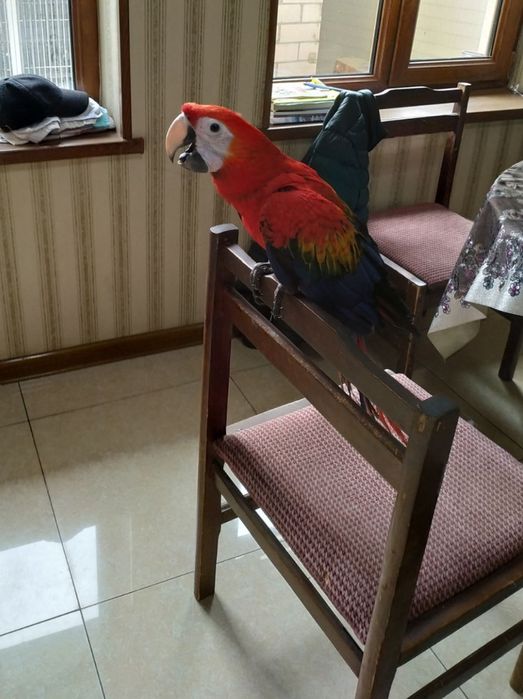 Продам ручной ара