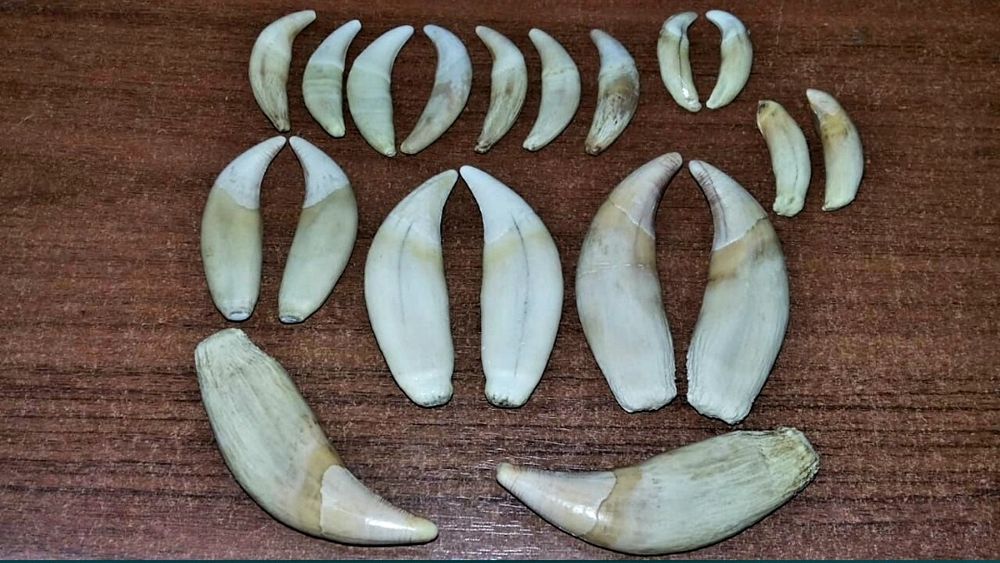 Продам клыки  оригинальные