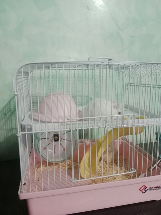 Продам хомяков с клеткой