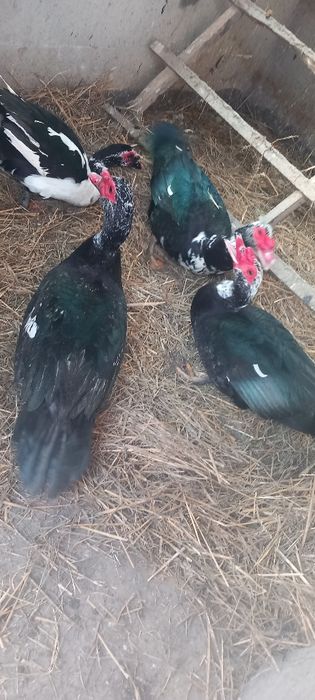 Ouă de rață mută