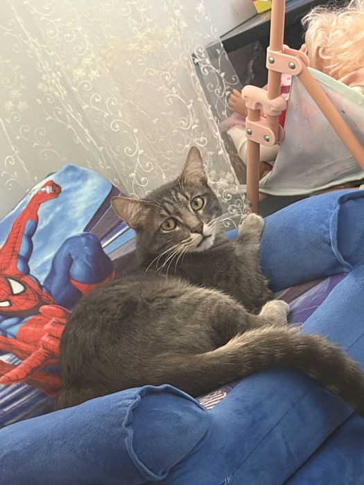 Отдам кота котенка