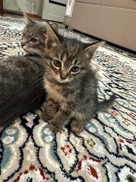 Котята в добрые руки