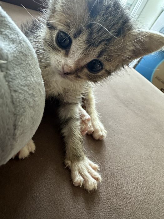 Отдам котенка мальчик