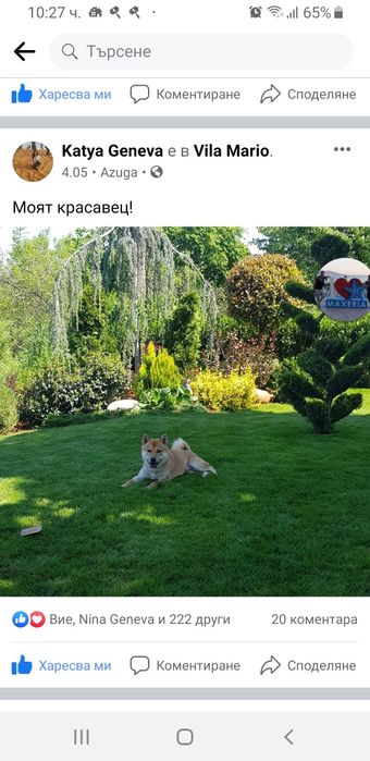 Шиба ину  кученца