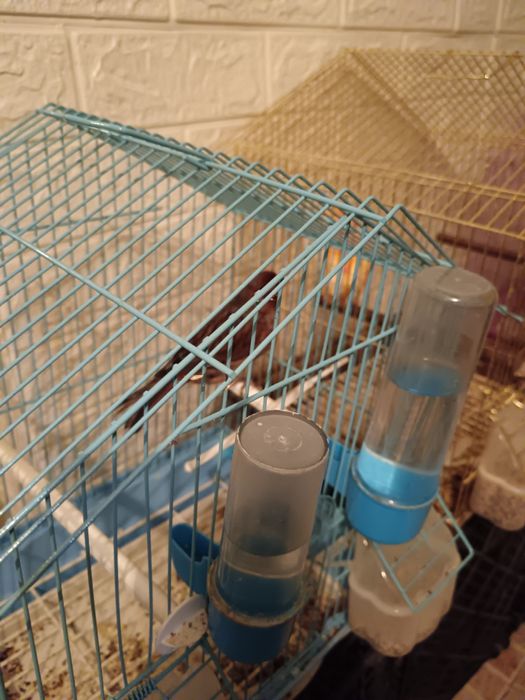 Канарчетата за продан