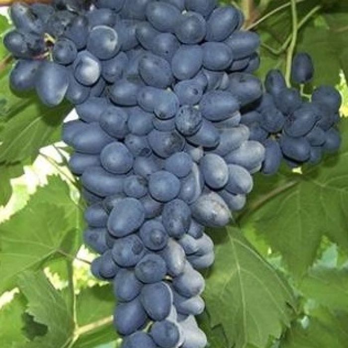 Butasi vita de vie!!!