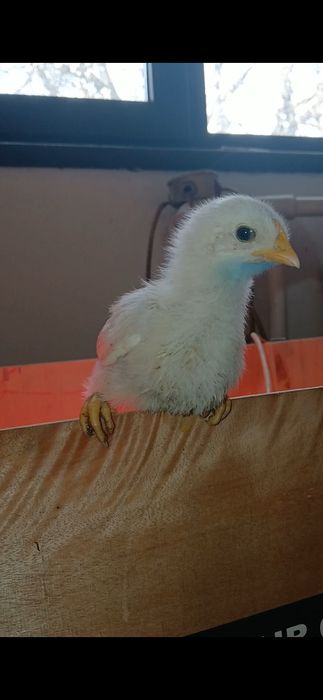 Vand oua australorp