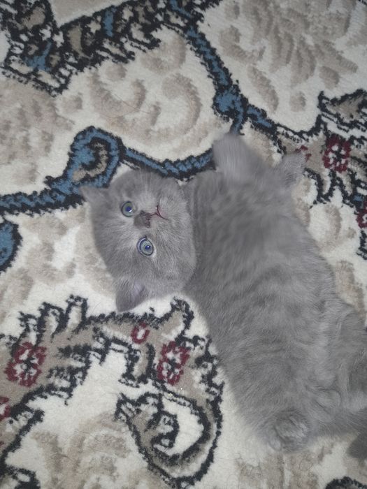 Скоттиш Страйт 1.5 месяцев