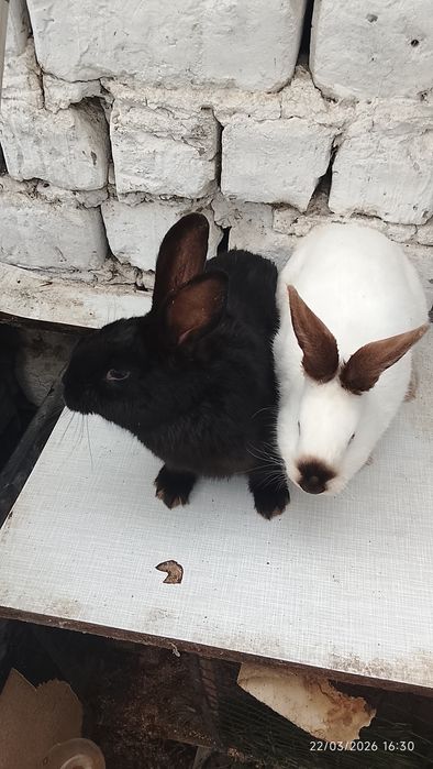 Quyonlar sotiladi 4 ta