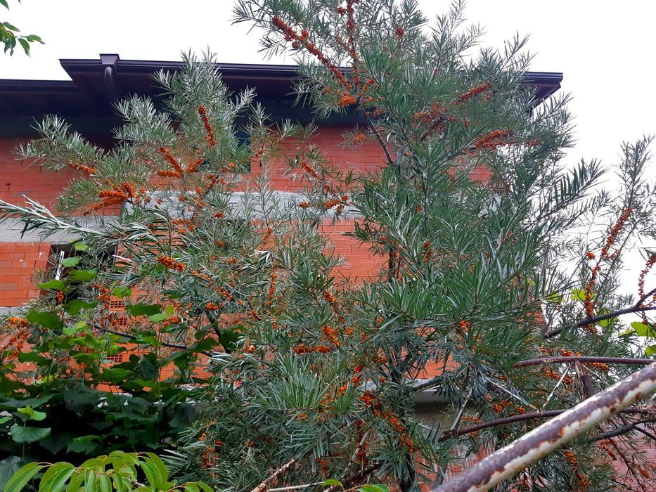 Облепиха (Hippophae) - Растения и Плод