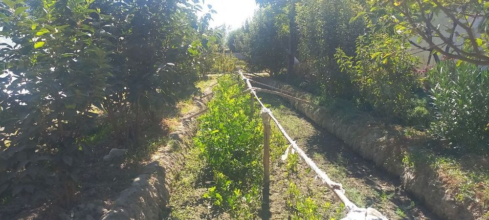 Лимон кочатлар ва гуллар