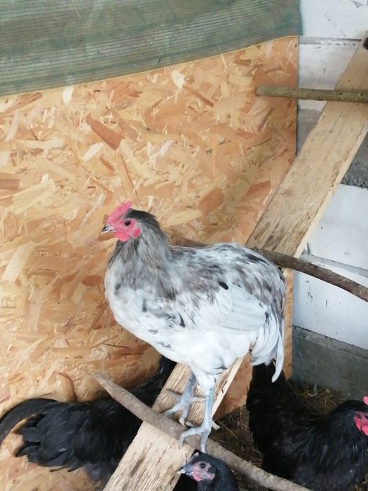 Cocosi Australorp