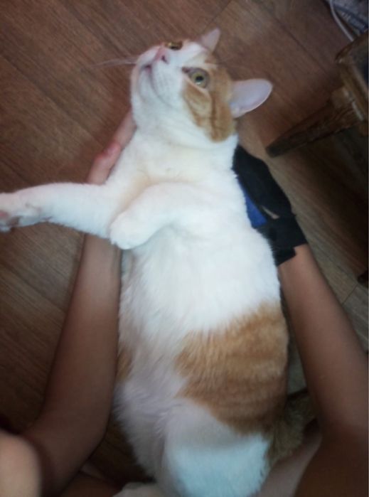 Ласковый домашний кот в добрые руки!