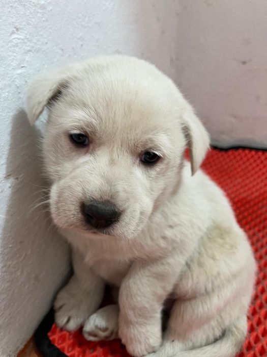 Отдам в хорошие руки