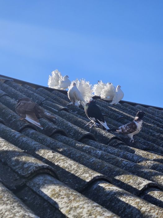 Porumbei Jucători de Botoșani