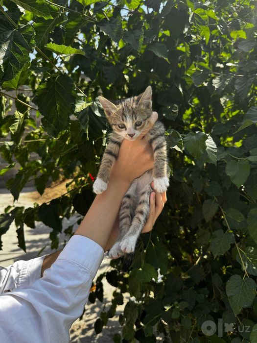 Отдам котят даром в добрые руки
