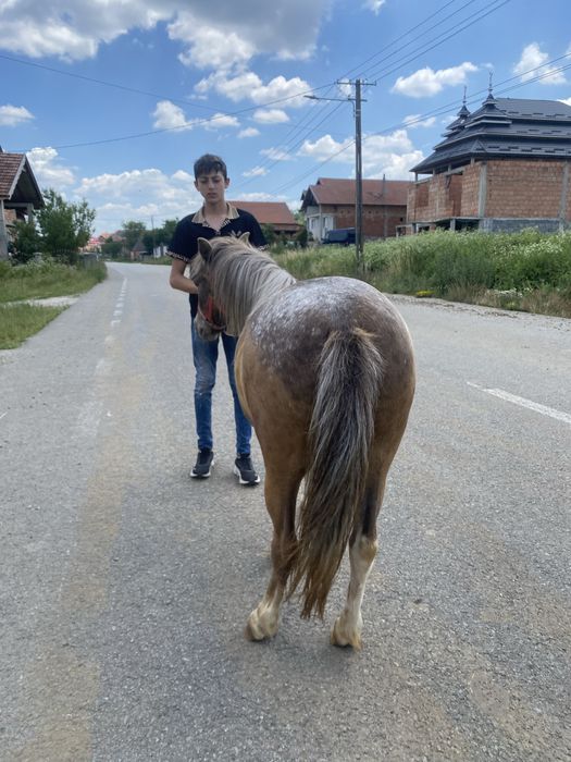 Poneita de vanzare sau schimb