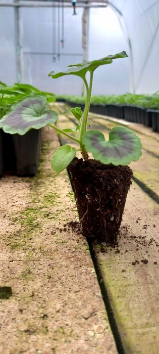 Мушката за доотглеждане