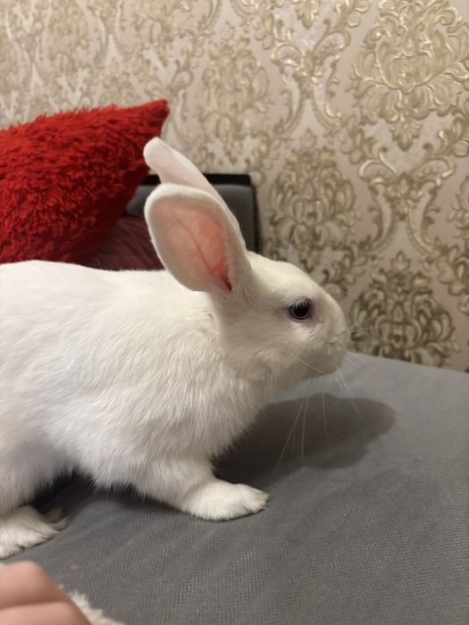 Продам декоративного кролика