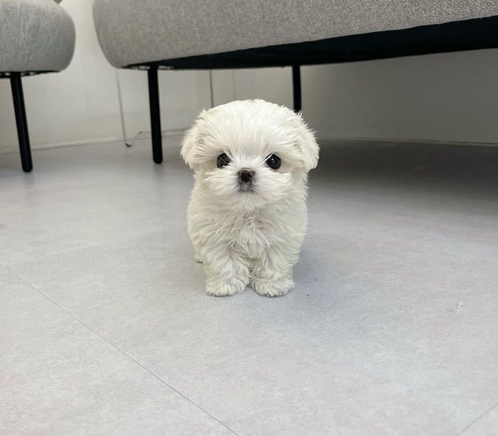 Bichon Maltez Mini Toy