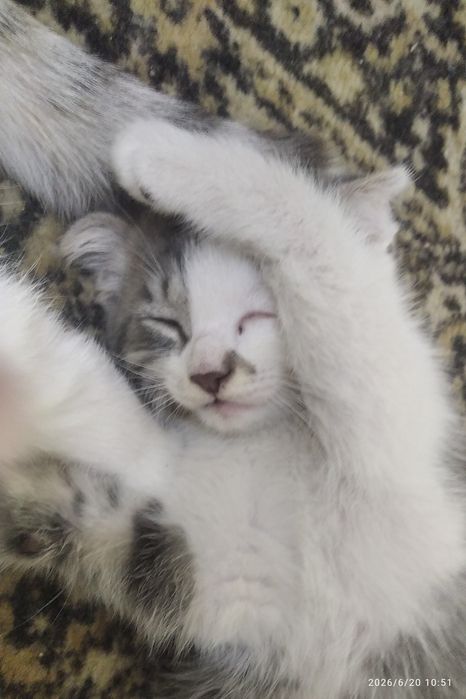 Веслоухий котенок