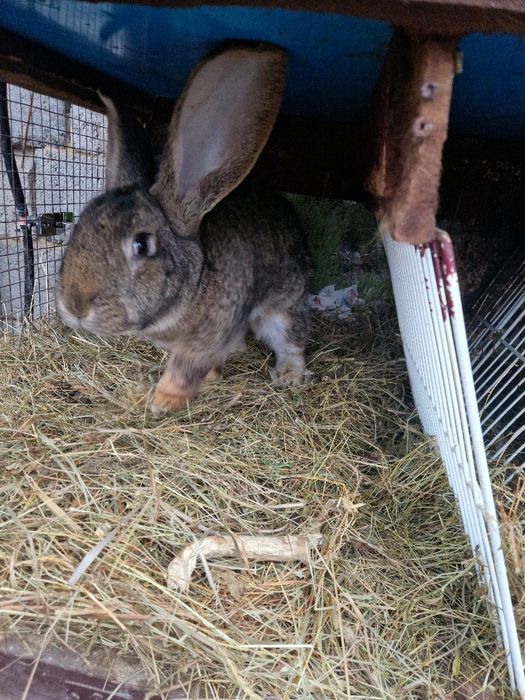 Iepuri Berbec German / Urias German