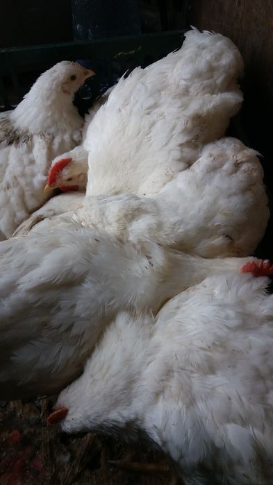 Vindem pui de carne si puicute outoare