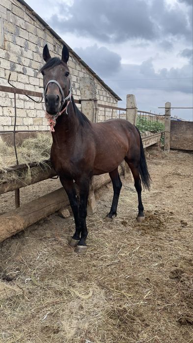 Жорга айгыр сатылады