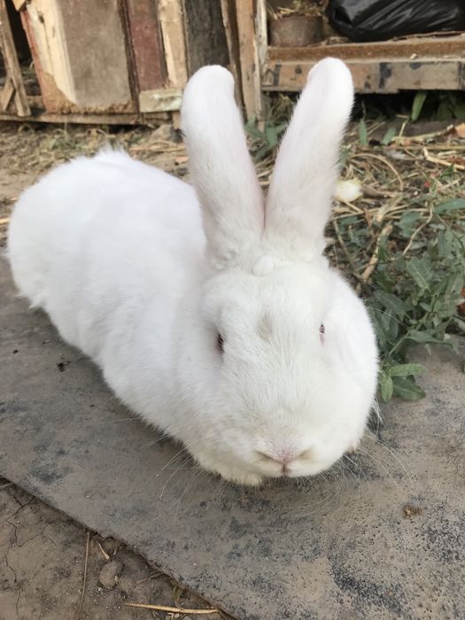 Кролики НЗБ