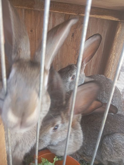 Кролики, самцы и самки