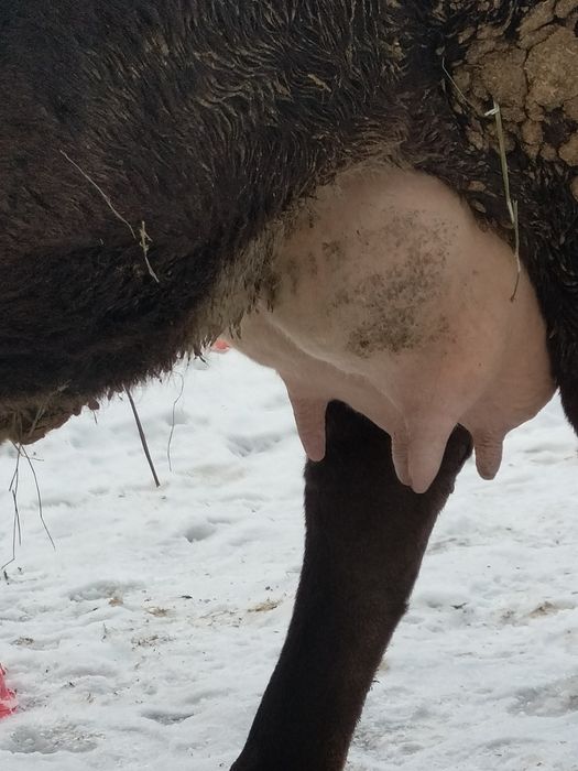 Бузаулы сиыр сатылады