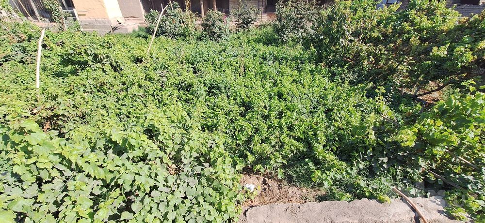 Mesni uzum qalamchalari Mers Avater Sug'diyona Lambarji uzumlari bor
