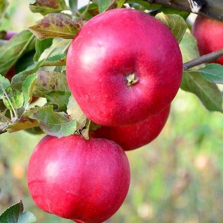 Mar (Aroma de Zmeura )