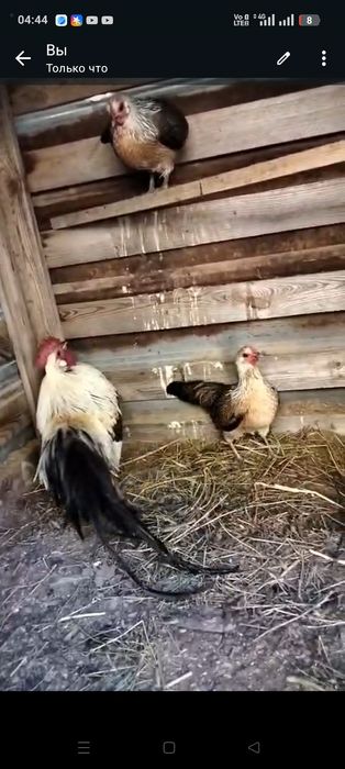 Продам карликовых кур Феникс