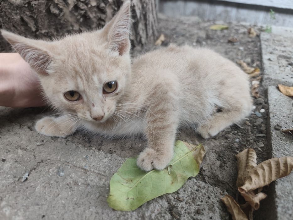 Маленькие Котики ищут дом