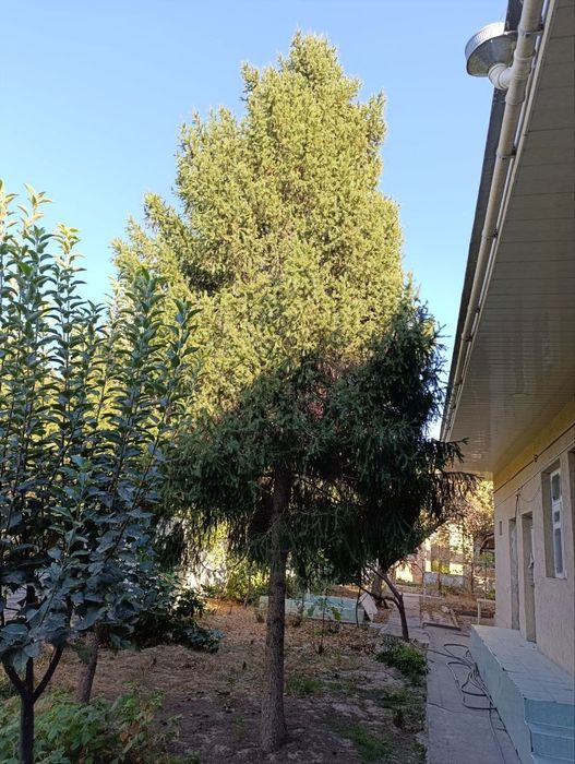 4 ком Олмазор район аренда Участок