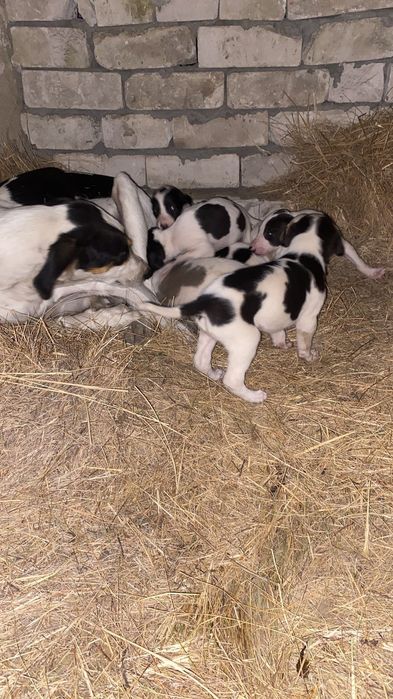 Өзі өзім ұшты жалаңаш