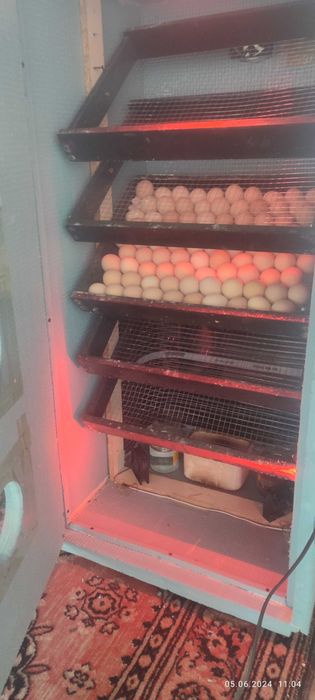 Jo'ja sotiladi Жужалар сoтилади Joja