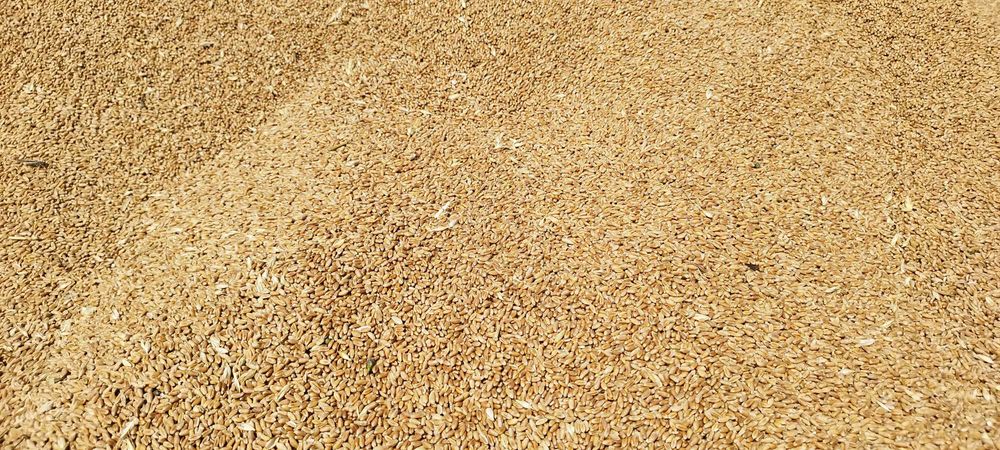 Vând grau panificabil