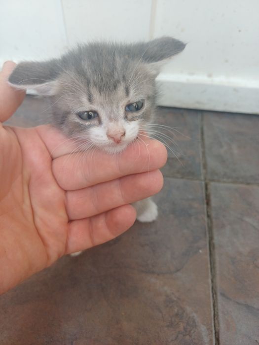 Отдам котят даром