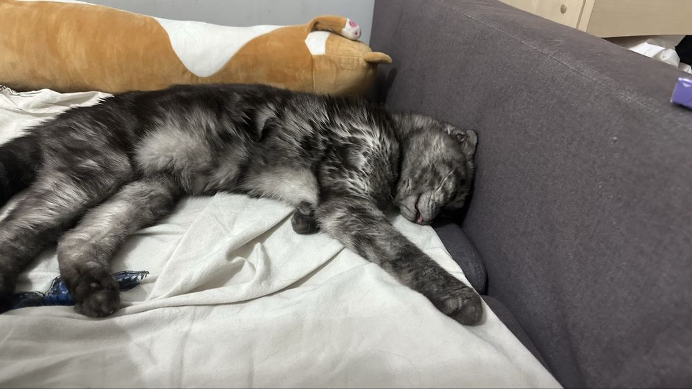 Вислоухий шотландский