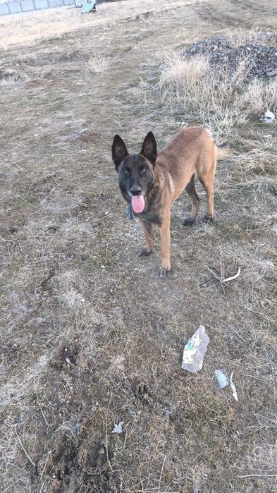 Бельгийский овчарка малинуа