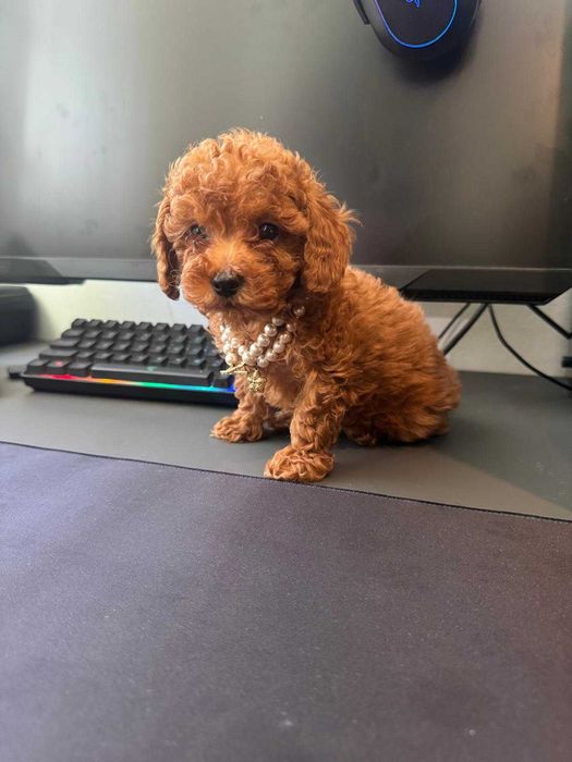 Fetita Poodle, Pudel, Canis, Barboni, Caniche Toy red 2 luni, ideala pentru familie