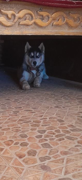 Собака Хаски 3 месяца здоровый самка