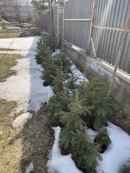 Продам ел. Елки саженцы