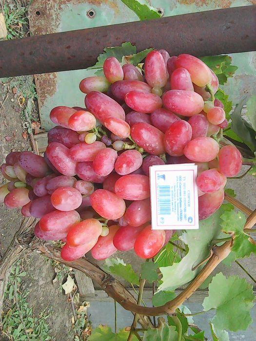 Виноград саженцы.