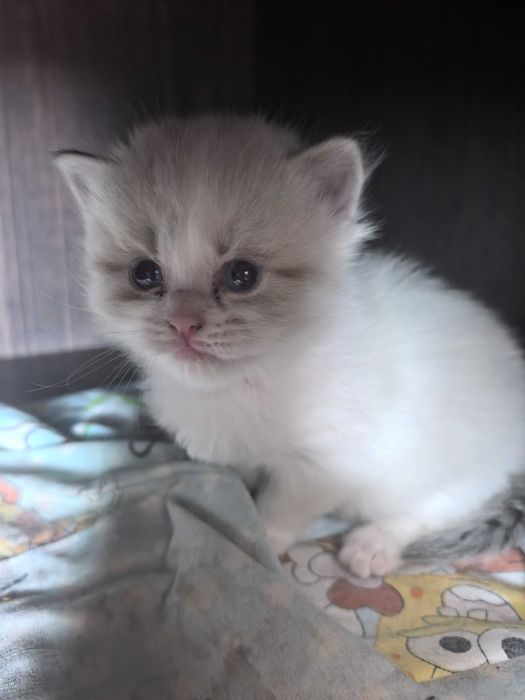 Котята в хорошие добрые руки