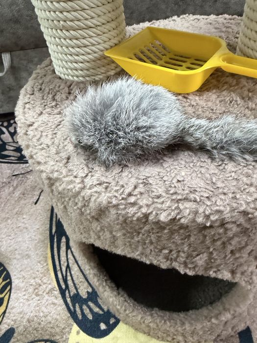 Домик для кошек котов с принадлежностями