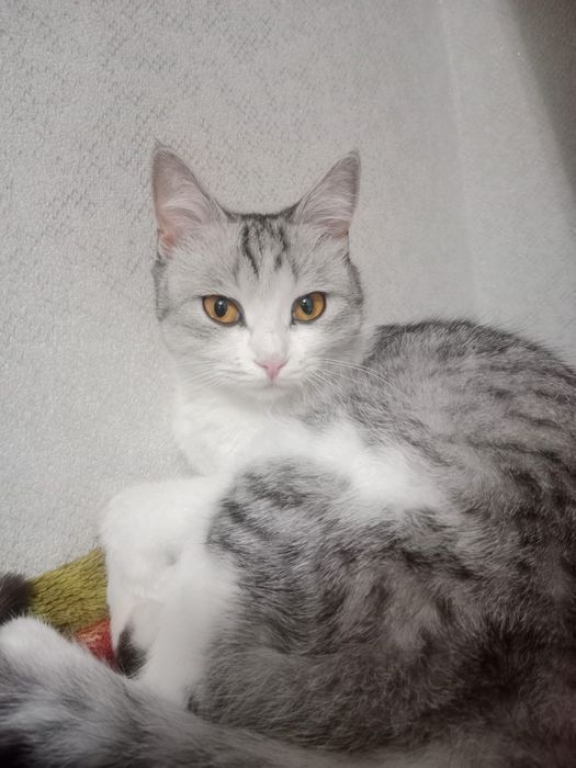 Кошка по кличке Пушок