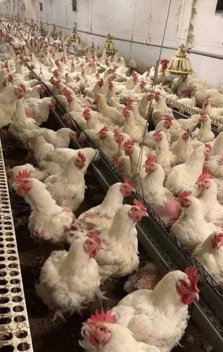 Găini albe de carne rasa super grea